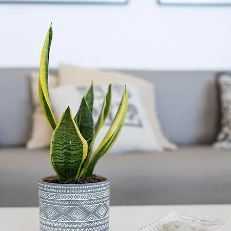 ヴィラ White Pearl Naxos With Private Swimming Pool *