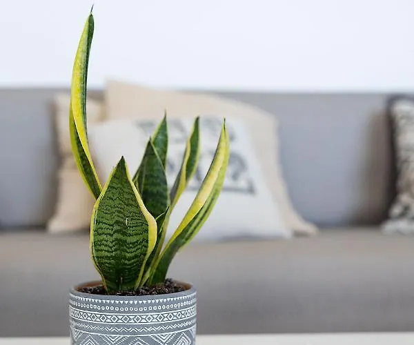 Willa White Pearl Naxos With Private Swimming Pool *